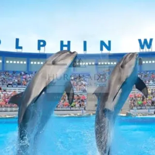 Spectacle des Dauphins