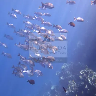 Plongée Sous-Marine — photo 25