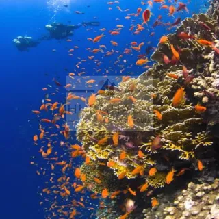 Plongée Sous-Marine — photo 14